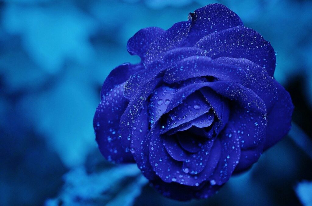 Rose blau Schönheit Tiktok wie viel ist eine Rose wert